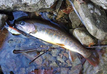 雪の残る渓流でルアーフィッシング ～長良川…